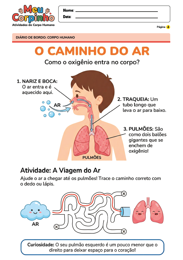 Exemplo Atividade Corpo Humano 13